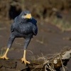 Kane tmava - Buteogallus anthracinus - Common Black Hawk o1006